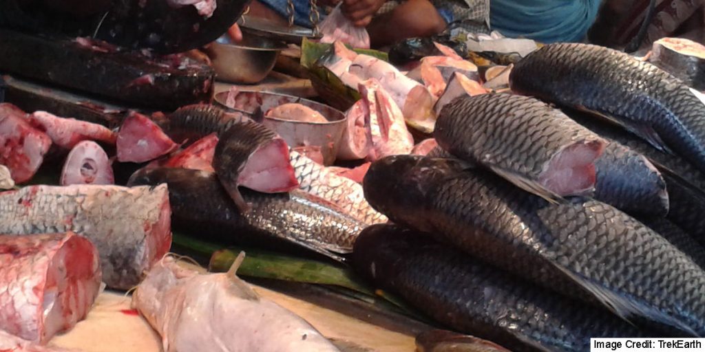 Fish Markets of Kolkata!